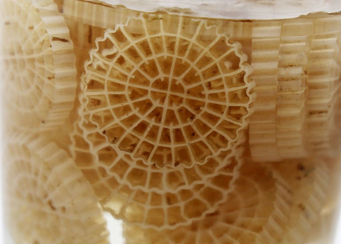 hdpe k5 kaldnes plastic aquarium accessories bio ball medias biopipe for water treatment